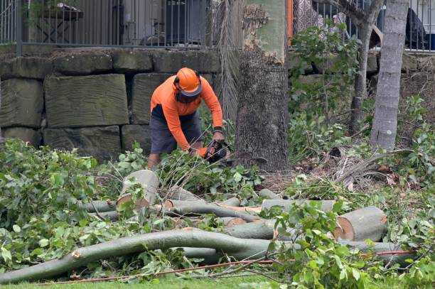 Why Choose Our Tree Removal Services in Mont Belvieu, TX?